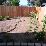 Plant Design Install with 4″ Turf Border