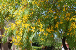 Tipuana Tipu Tree