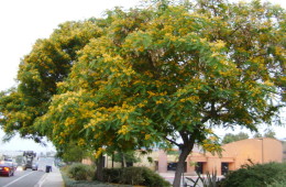 Tipuana Tipu Tree