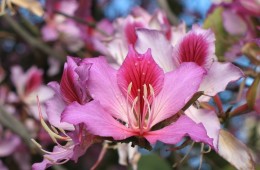 Bauhinia Blakeana (Hong Kong Orchid)