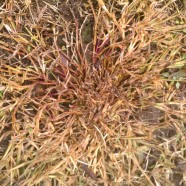 Annual Crab Grass Dying Out in Fall