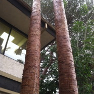 Palm Tree Husking