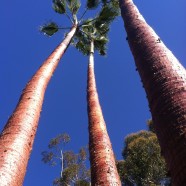 Palm Tree Trimming 1