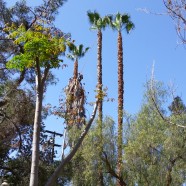 Palm Tree Trimming 2
