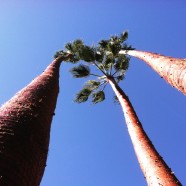 Palm Tree Trimming & Husking