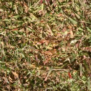 Crab Grass