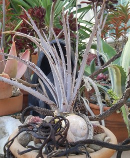 Succulent Design 1