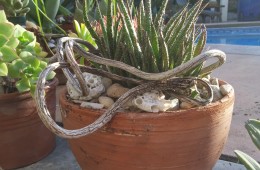 Succulent Design