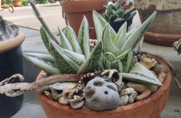 Succulent Design 2